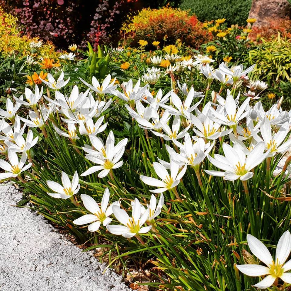 Zephyranthes robusta